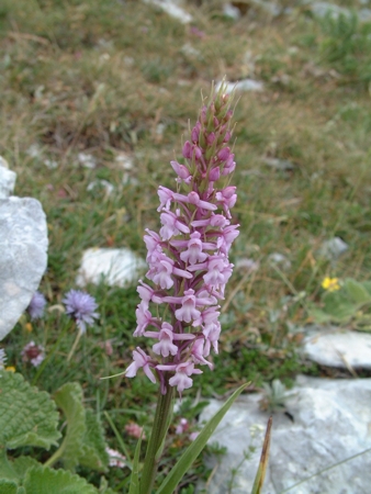 Gymnadenia conopsea